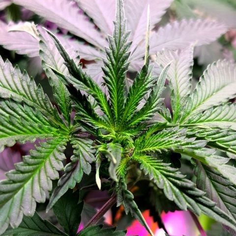 Bruce Banner growlog photo: Just before 24h light depravation to start blooming