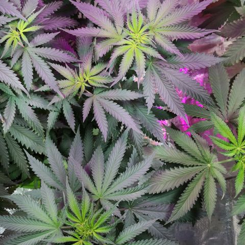 Bruce Banner growlog photo: Monster