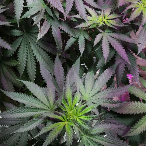 Bruce Banner growlog photo: Monster