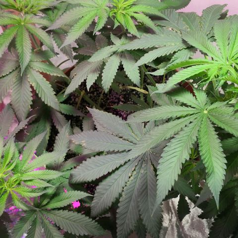 Bruce Banner growlog photo: Monster