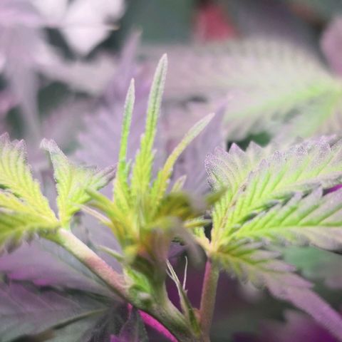 Bruce Banner growlog photo: First real day of blooming