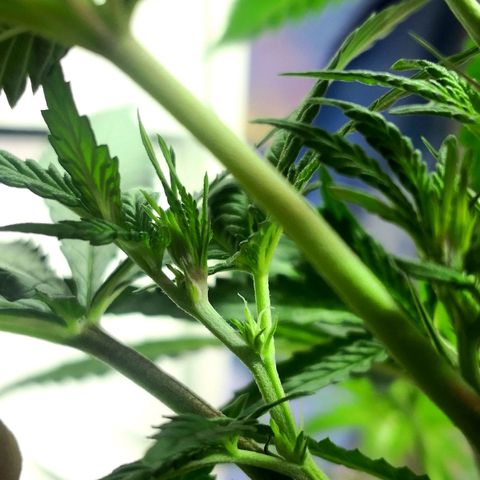 Bruce Banner growlog timeline photo