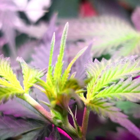 Bruce Banner growlog photo: Pistils