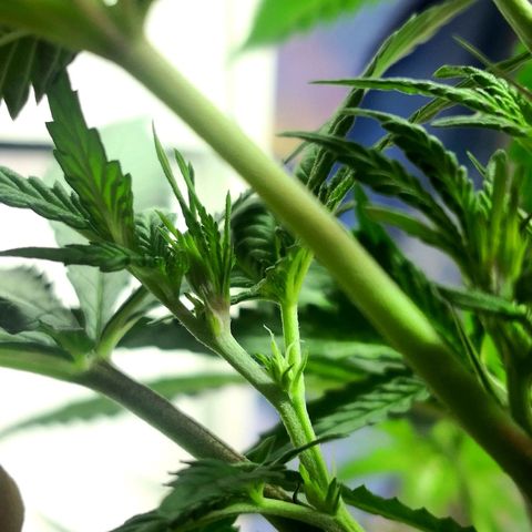 Bruce Banner growlog photo: Pistils