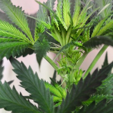 Bruce Banner growlog photo: Pistils showing. 