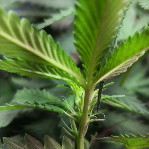 Bruce Banner growlog photo: Pistils showing. 