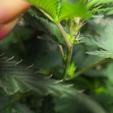 Bruce Banner growlog photo: Pistils showing. 