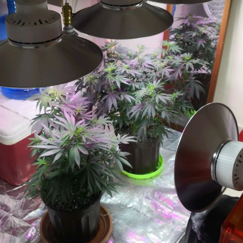 Bruce Banner growlog photo: Pistils showing. 
