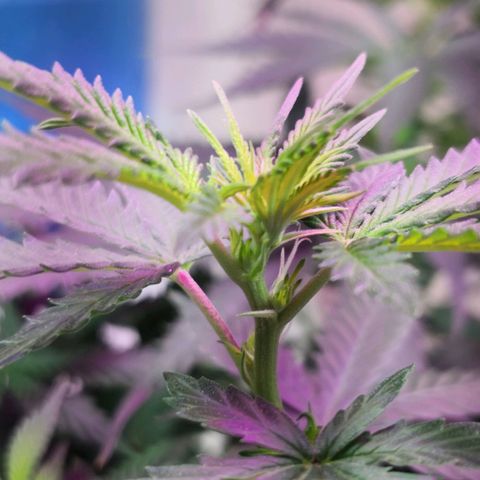 Bruce Banner growlog photo: Pistils showing. 