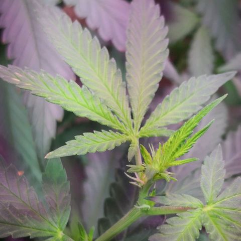 Bruce Banner growlog photo: Pistils showing. 