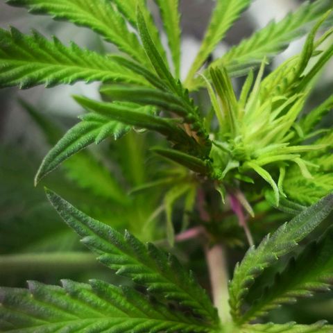 Bruce Banner growlog photo: Pistils showing. 