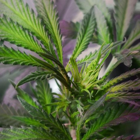 Bruce Banner growlog photo: Pistils showing. 