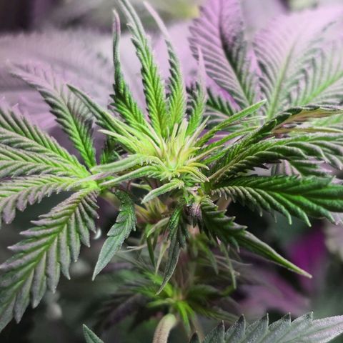 Bruce Banner growlog timeline photo