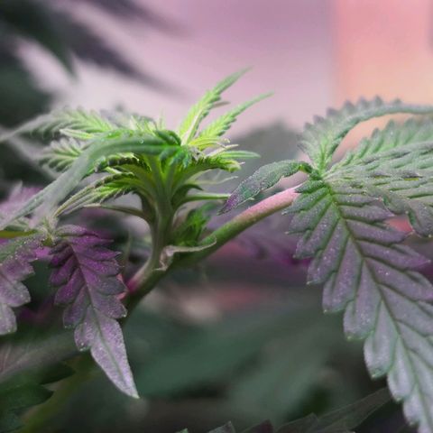 Bruce Banner growlog timeline photo