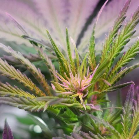 Bruce Banner growlog timeline photo