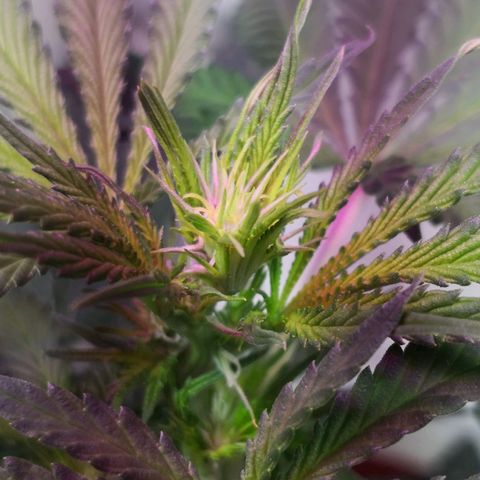 Bruce Banner growlog timeline photo