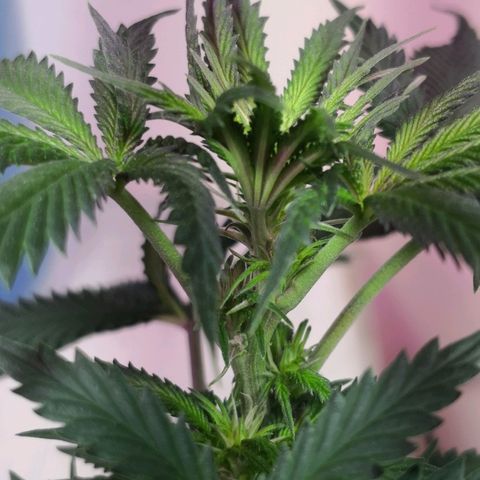 Bruce Banner growlog timeline photo