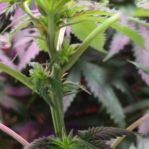 Bruce Banner growlog timeline photo