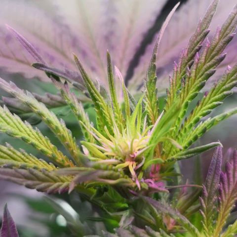 Bruce Banner growlog timeline photo