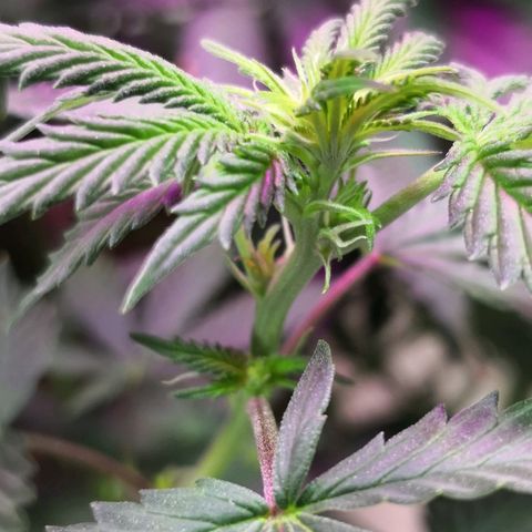 Bruce Banner growlog timeline photo