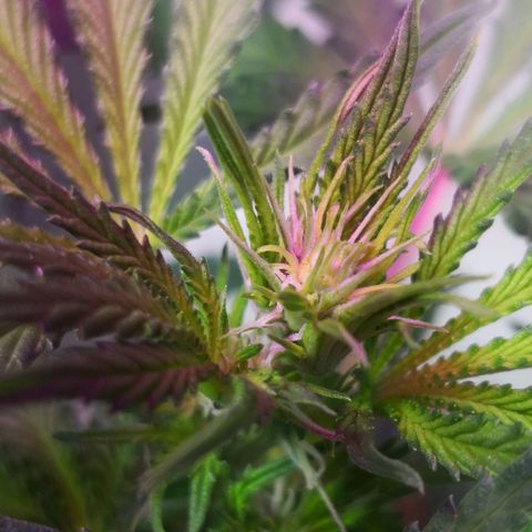 Bruce Banner growlog timeline photo