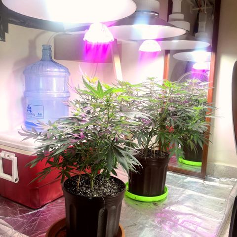 Bruce Banner growlog timeline photo