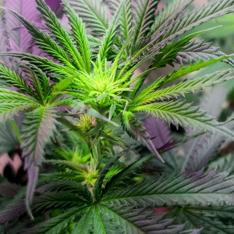 Bruce Banner growlog timeline photo