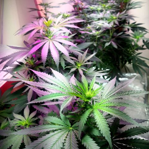 Bruce Banner growlog timeline photo