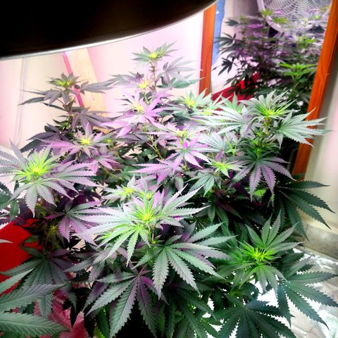 Bruce Banner growlog timeline photo