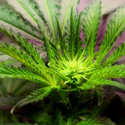 Bruce Banner growlog timeline photo