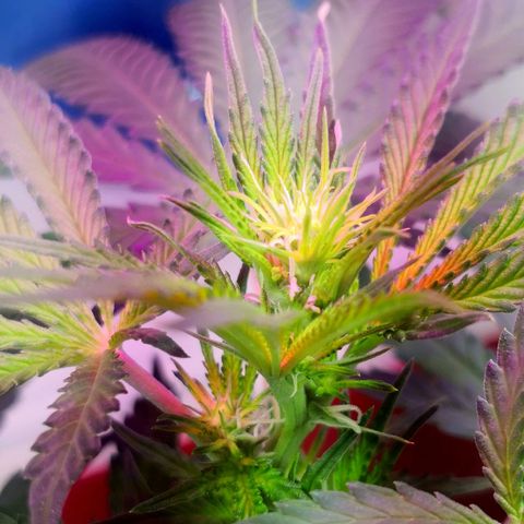 Bruce Banner growlog timeline photo