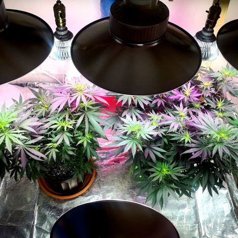 Bruce Banner growlog timeline photo