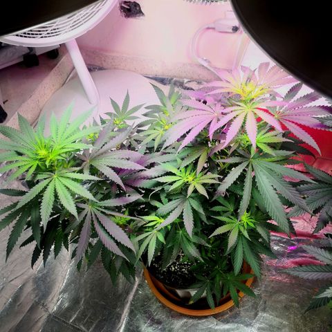 Bruce Banner growlog timeline photo