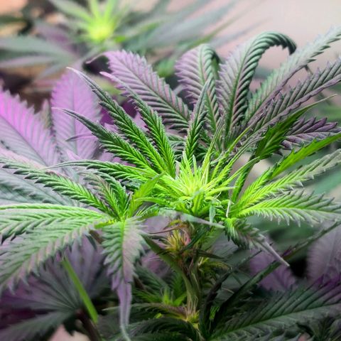 Bruce Banner growlog timeline photo