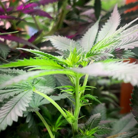 Bruce Banner growlog timeline photo