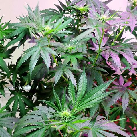 Bruce Banner growlog timeline photo