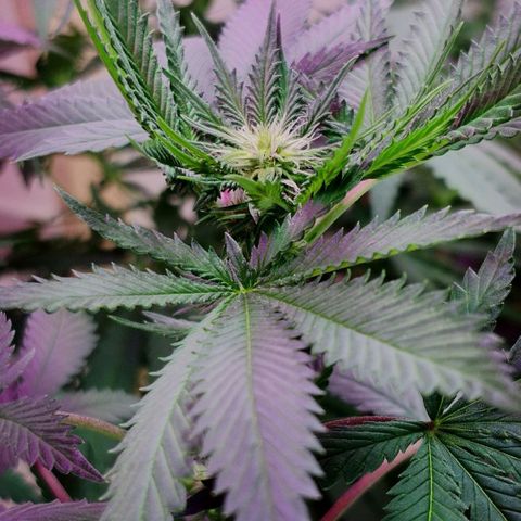 Bruce Banner growlog timeline photo