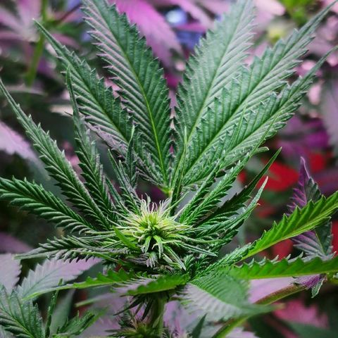 Bruce Banner growlog timeline photo