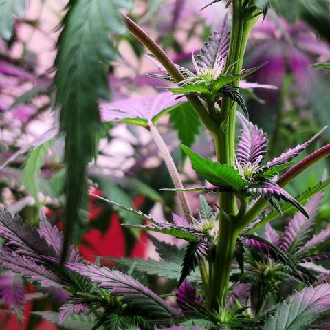 Bruce Banner growlog timeline photo