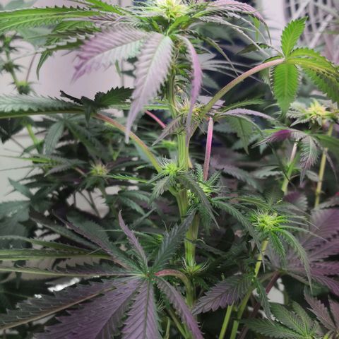 Bruce Banner growlog timeline photo