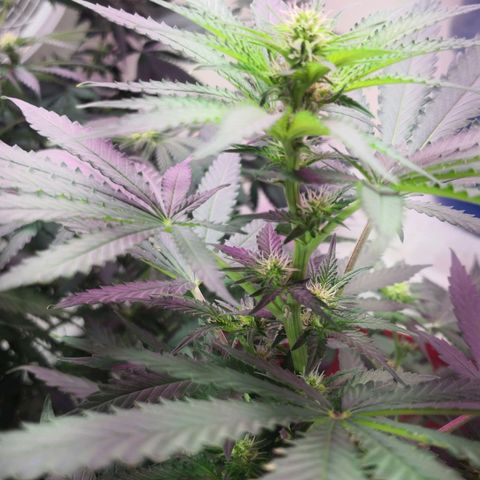 Bruce Banner growlog timeline photo