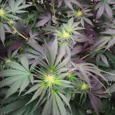 Bruce Banner growlog timeline photo