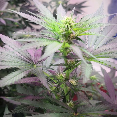 Bruce Banner growlog timeline photo