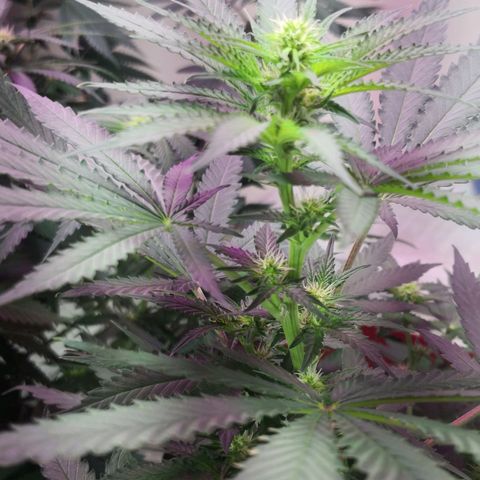 Bruce Banner growlog timeline photo