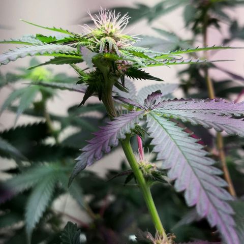 Bruce Banner growlog photo: Very long pistils. Some are showing orange tips. Internodal space is small but longer than the Ww. Buds are wide and slightly bulged but spindly. Small trichomes starting to appear on sugar leaves and around all buds. 