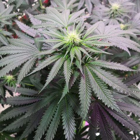 Bruce Banner growlog timeline photo