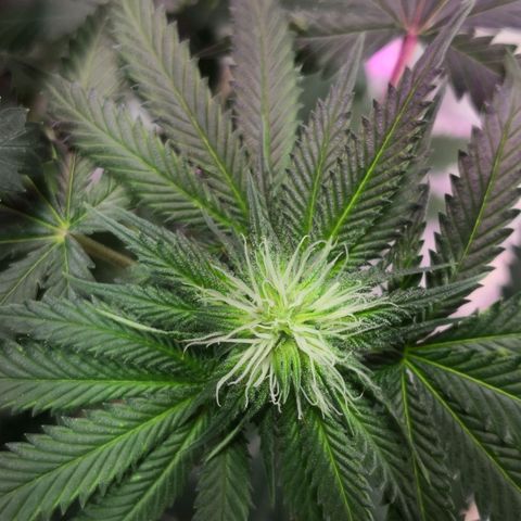 Bruce Banner growlog timeline photo