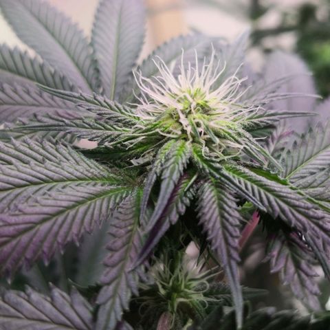Bruce Banner growlog timeline photo