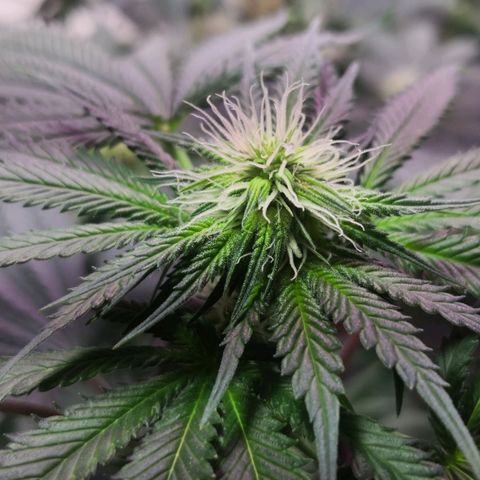 Bruce Banner growlog timeline photo
