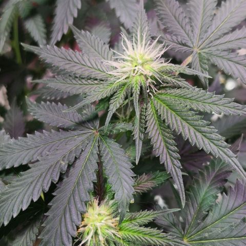 Bruce Banner growlog timeline photo
